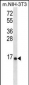 RPL23 Antibody (Center)